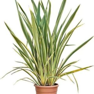 Phornium - Imagen 1