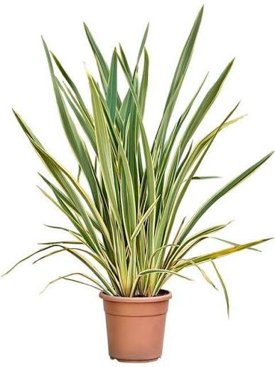 phornium