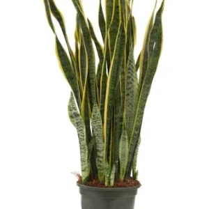Sansevieria - Imagen 1