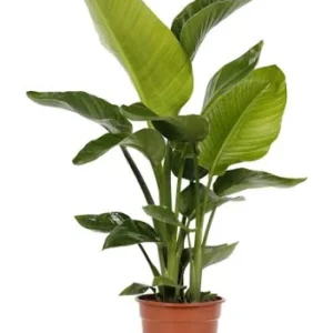 Strelitzia - Imagen 1