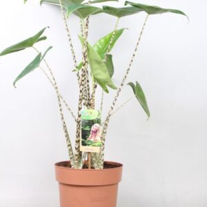 Alocasia Zebrina - Imagen 1
