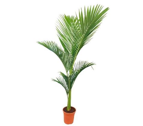 ARCHONTOPHOENIX ALEXANDRAE