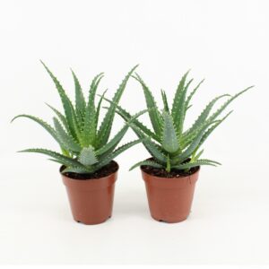 Aloe arborescens - Imagen 1