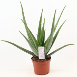 Aloe Vera - Imagen 1