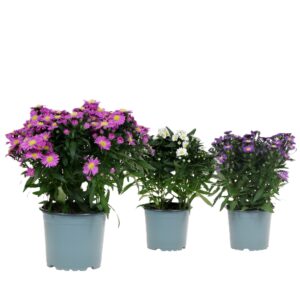 Aster - Imagen 1