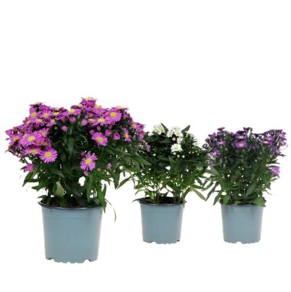 aster