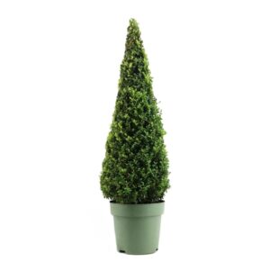 Buxus Sempervirens - Imagen 1