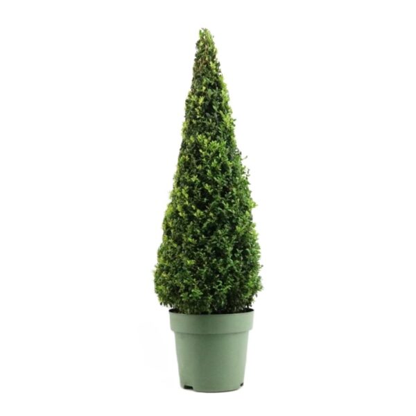 buxus