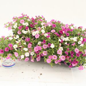 Calibrachoa - Imagen 1