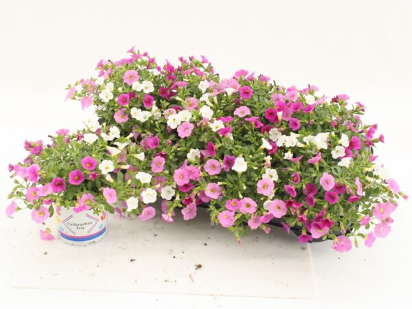 calibrachoa
