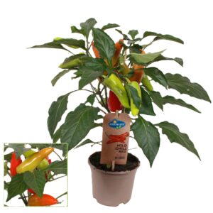 Capsicum annuum - Imagen 1