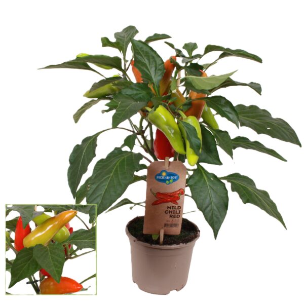 capsicum