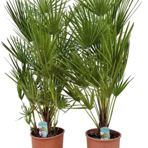 Chamaerops humilis - Imagen 1