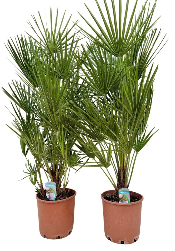 chamaerops