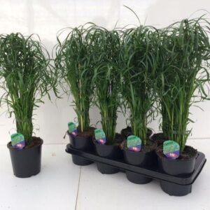 Cyperus alternifolius - Imagen 1