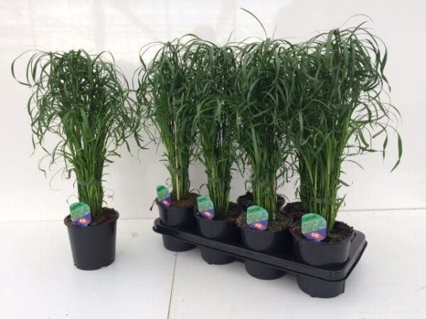 cyperus