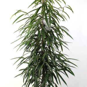 Ficus Binnendijkii (Ficus Alii) - Imagen 1