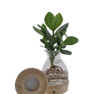 Hidropónica base LED - Imagen 1