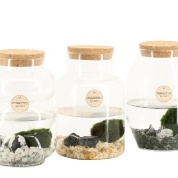 marimo grande