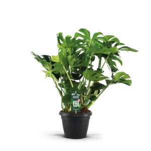 Monstera deliciosa - Imagen 1