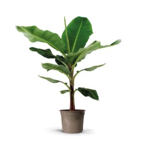 Musa Dwarf Cavendish - Imagen 1