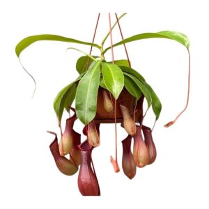 nepenthes