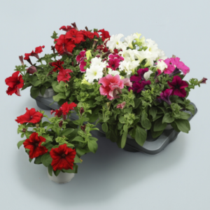 Petunia - Imagen 1