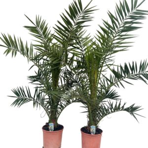 Phoenix Canariensis - Imagen 1