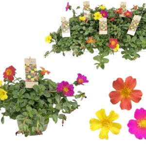 Portulaca - Imagen 1