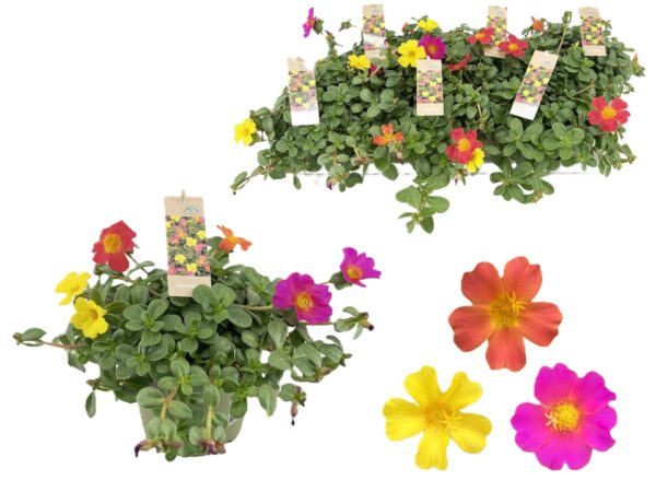 portulaca