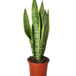 Sansevieria Trifasciata Laurentii - Imagen 1