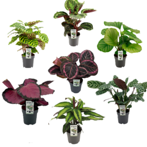 Calathea - Imagen 1