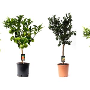 Citrus - Imagen 1