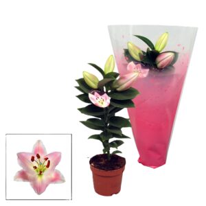 Lilium - Imagen 1