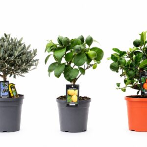 Citrus pequeño - Imagen 1