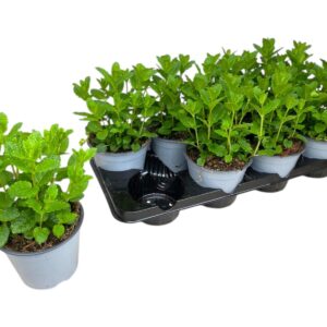 Menta - Imagen 1