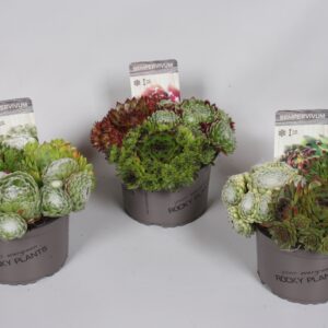 Suculenta mix - Imagen 1