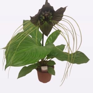 Tacca Chantrieri - Imagen 1