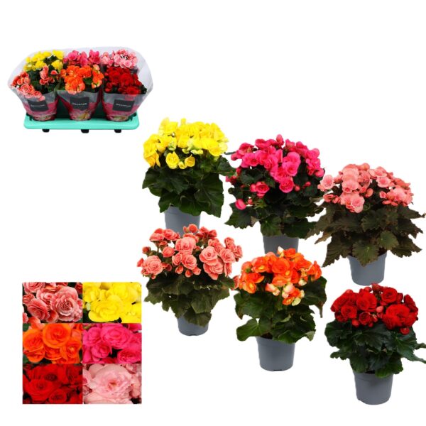 3d39a7b9-6102-41b2-953c-b43510cd945c